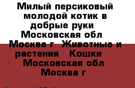   Милый персиковый молодой котик в добрые руки - Московская обл., Москва г. Животные и растения » Кошки   . Московская обл.,Москва г.